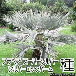 超激レア★ブラヘアスーパーシルバー★17本 brahea super silverのYahoo!オークション(旧ヤフオク!)の相場・価格を