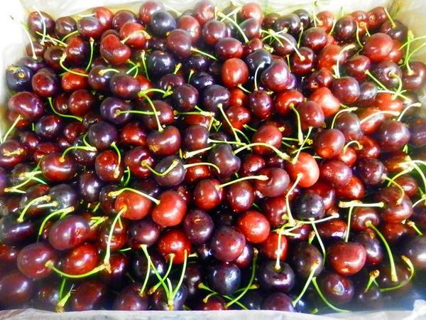 アメリカンチェリー ワシントン州産 (約1kg) ビング種 さくらんぼ 