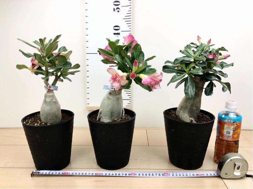  アデニウム オベスム 5号 3鉢セット 開花中(観葉植物)｜売買されたオークション情報、yahooの商品情報をアーカイブ公開 - オークファン その他
