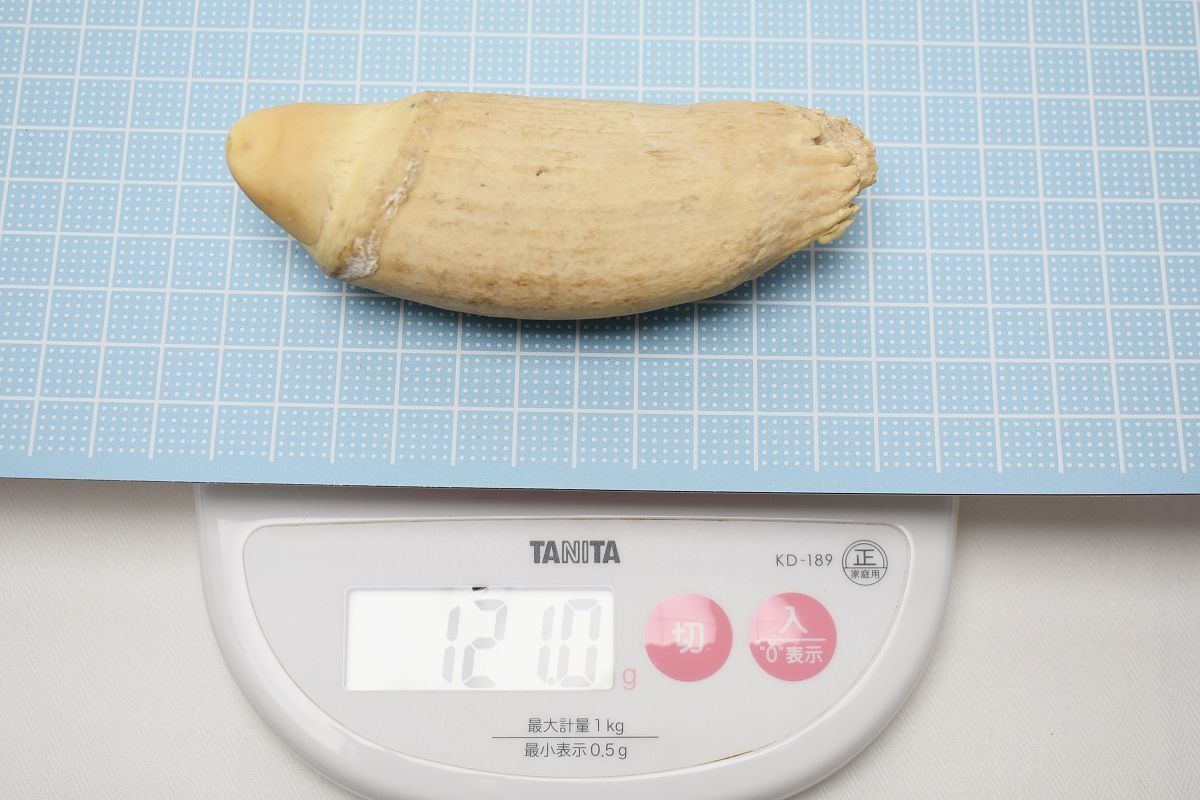 z0158 鯨歯 原木 ② 印材 根付 緒締 彫刻 加工素材 重量121g 鯨 歯