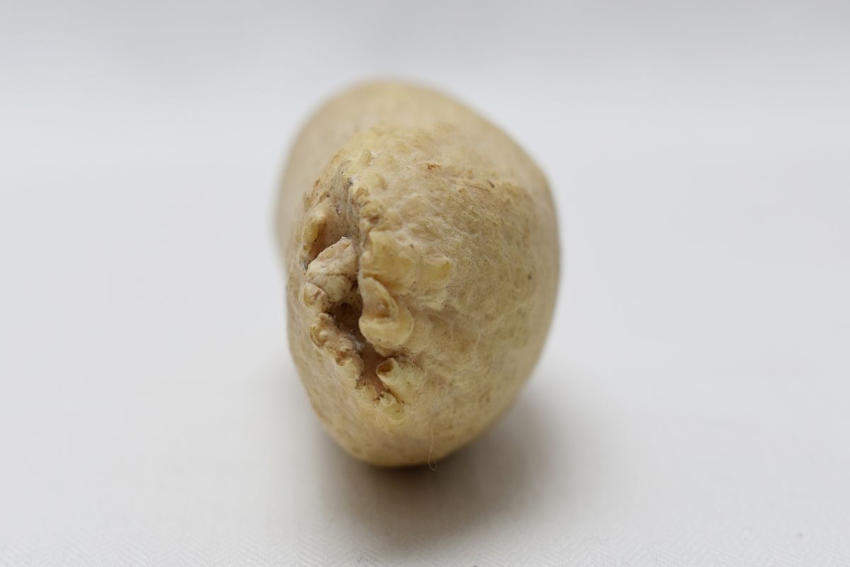 z0158 鯨歯 原木 ② 印材 根付 緒締 彫刻 加工素材 重量121g 鯨 歯