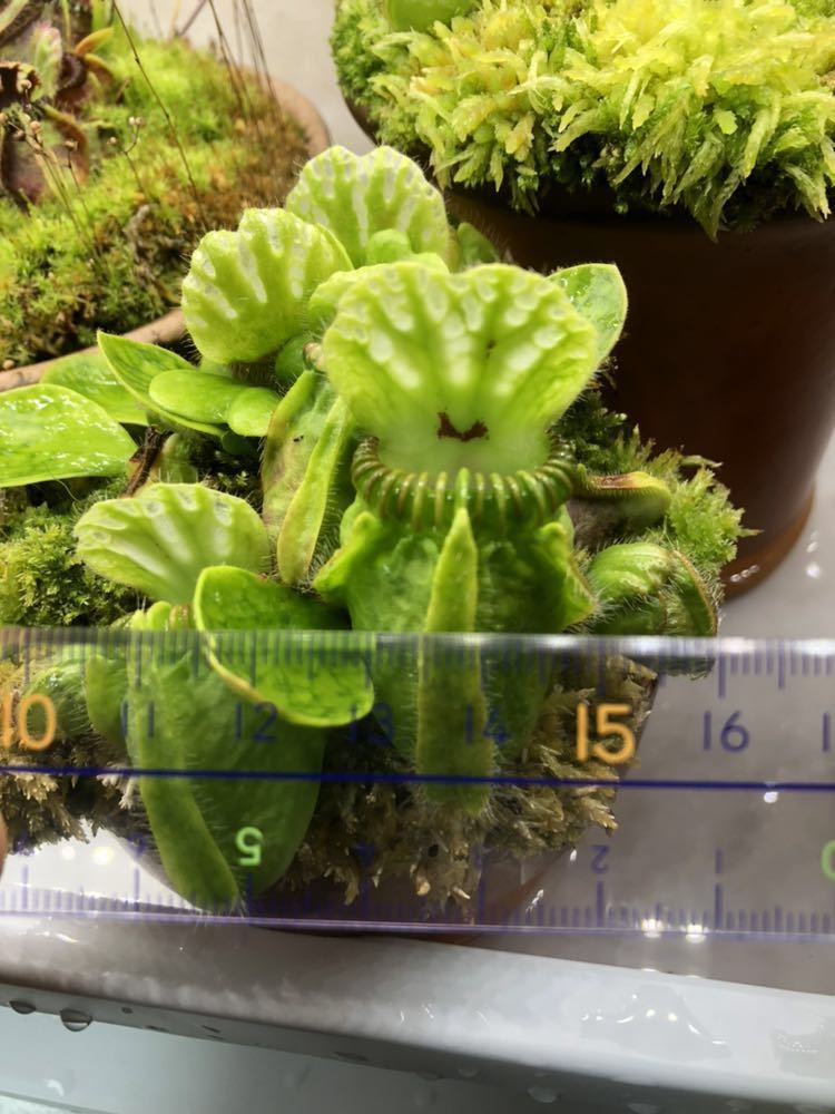 Cephalotus follicularis Giant Hummer's 公式 Giant' セファロタス