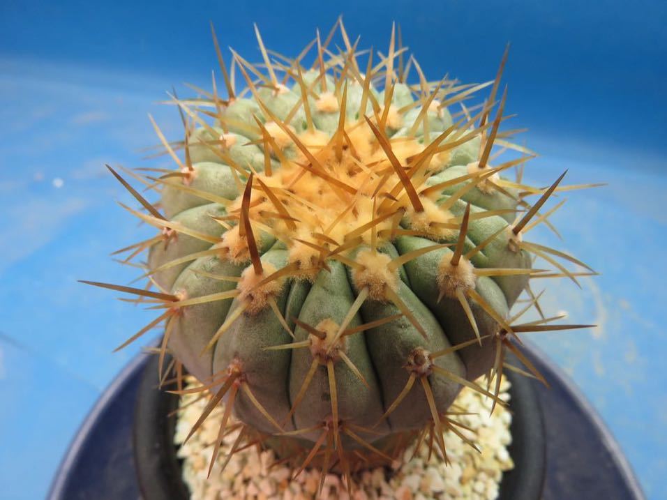 サボテン 多肉植物 107 コピアポア 孤竜丸 コルムナアルバ 輸入カキ仔 Copiapoa 塊根　コーデックス