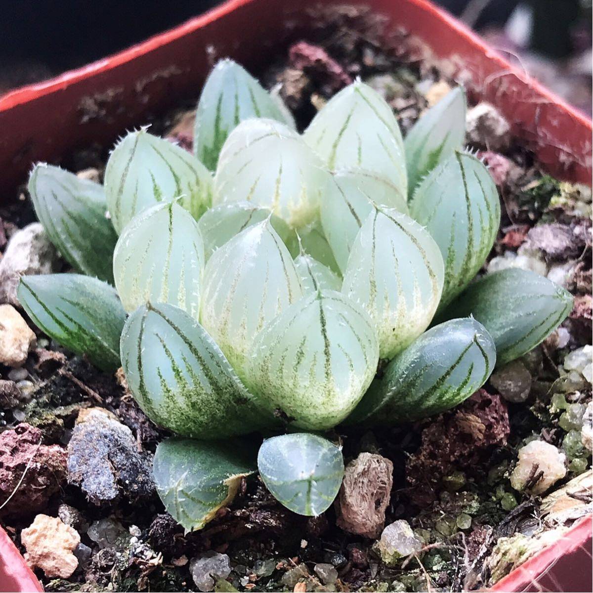 多肉植物 ハオルチア 糊斑 自家繁殖 オブツーサ錦 観葉植物 1点物 自宅実生