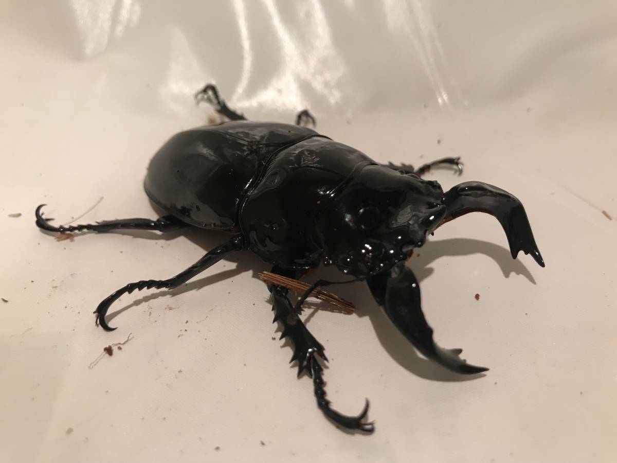 低価，最新作 大型血統 タランドゥスオオヤツクワガタ ♂78.2mm&times;♀51.8mm 新成虫ペア(外国産)｜売買されたオークション情報、yahooの商品情報をアーカイブ公開 - オークファン 外国産