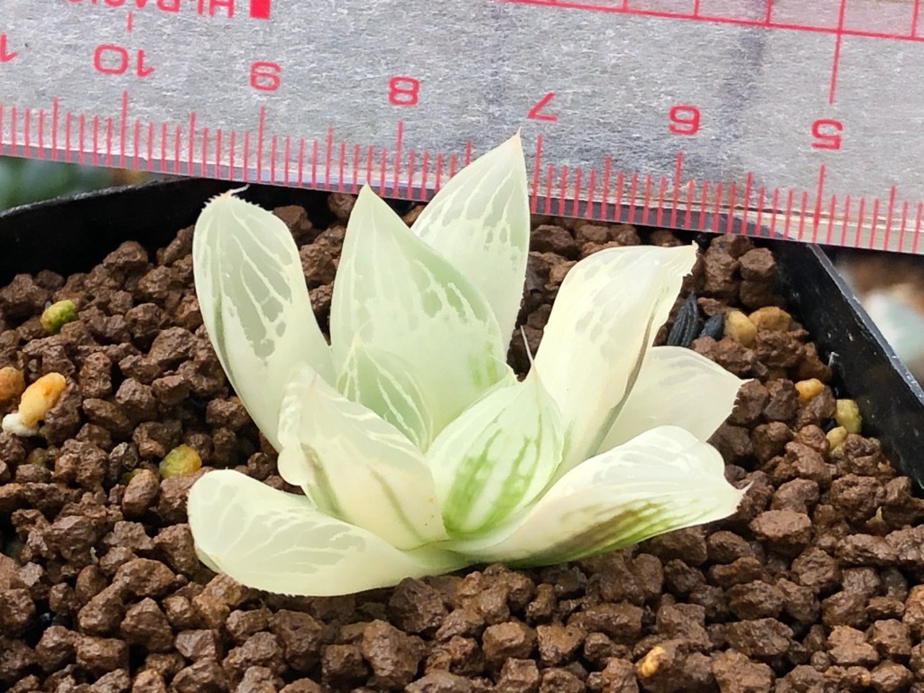 オブツーサ錦 白蛇伝 カキコ ハオルチア 多肉植物 サボテン 売買されたオークション情報 Yahooの商品情報をアーカイブ公開 オークファン Aucfan Com