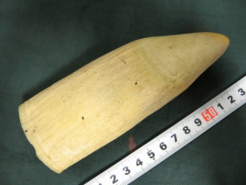 【格安，新作登場】 A6947 鯨歯 約13.8cm 250g(その他)｜売買されたオークション情報、yahooの商品情報をアーカイブ公開 - オークファン その他
