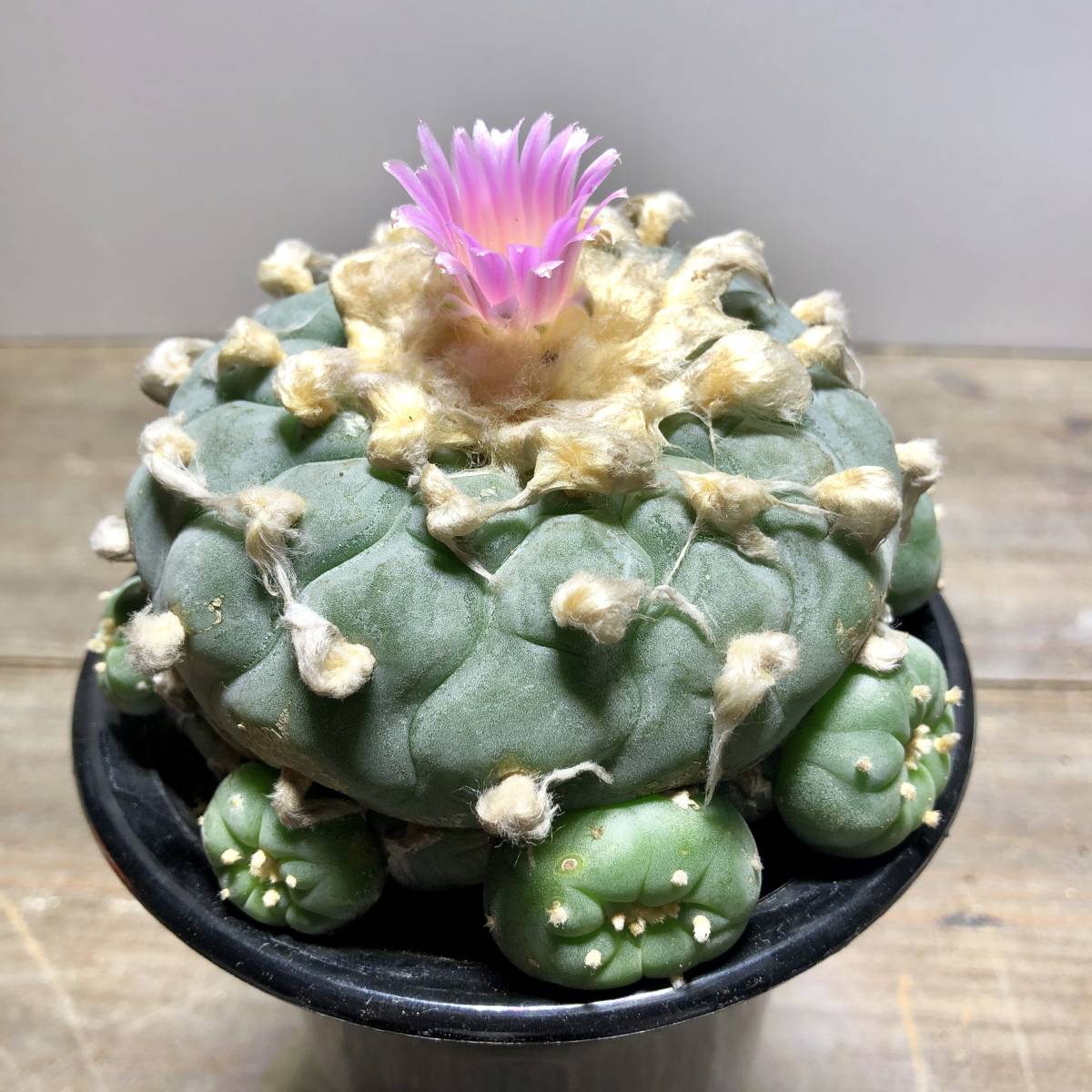 銀冠玉群生 サボテン 観葉植物 銀冠玉 サボテン 観葉植物 サボテン 【公式通販】