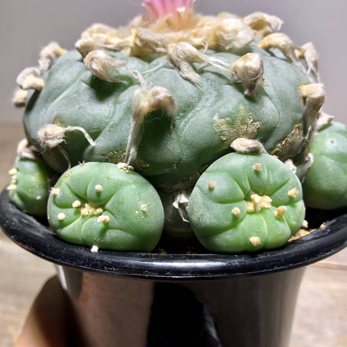銀冠玉 サボテン 観葉植物 サボテン 【公式通販】