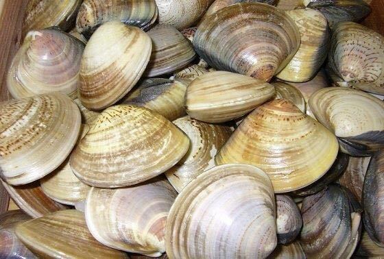 正規品，大人気 2 国産 活はまぐり 中 ３ｋｇ 鮮度抜群 同梱無制限(ハマグリ)｜売買されたオークション情報、yahooの商品情報をアーカイブ公開 - オークファン ハマグリ