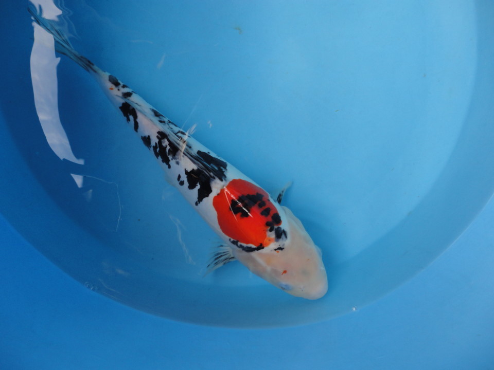 浅川梨奈 直筆サイン入り写真 D