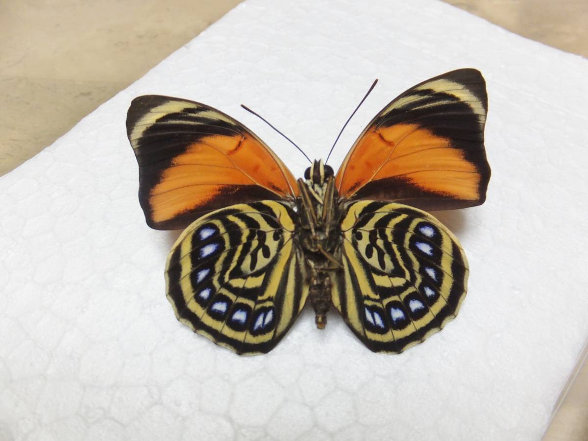 蝶標本 珍品 ミイロタテハ アグリアス ファルキドンミイロタテハ 蝶