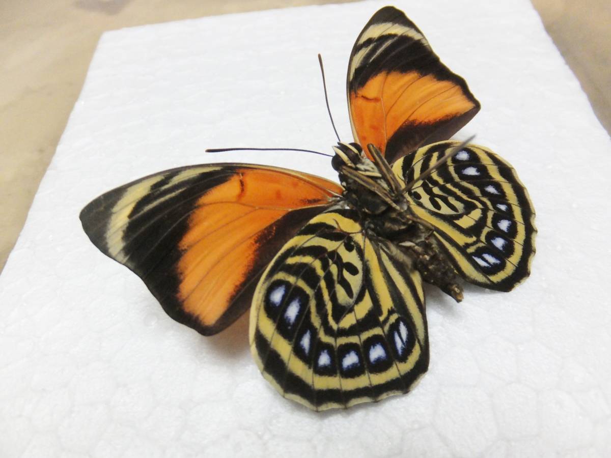蝶標本　ファルキドンミイロタテハ　メス　アグリアス 蝶標本 珍品 ミイロタテハ アグリアス ファルキドンミイロタテハ 蝶