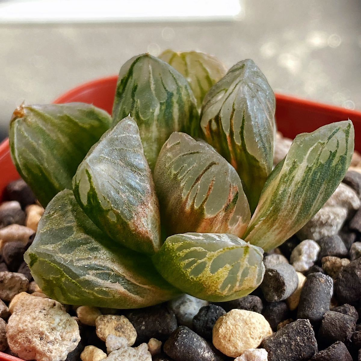 ◇多肉植物/ハオルチア ☆OM大窓黒オブツーサ錦 大粒 Yahoo