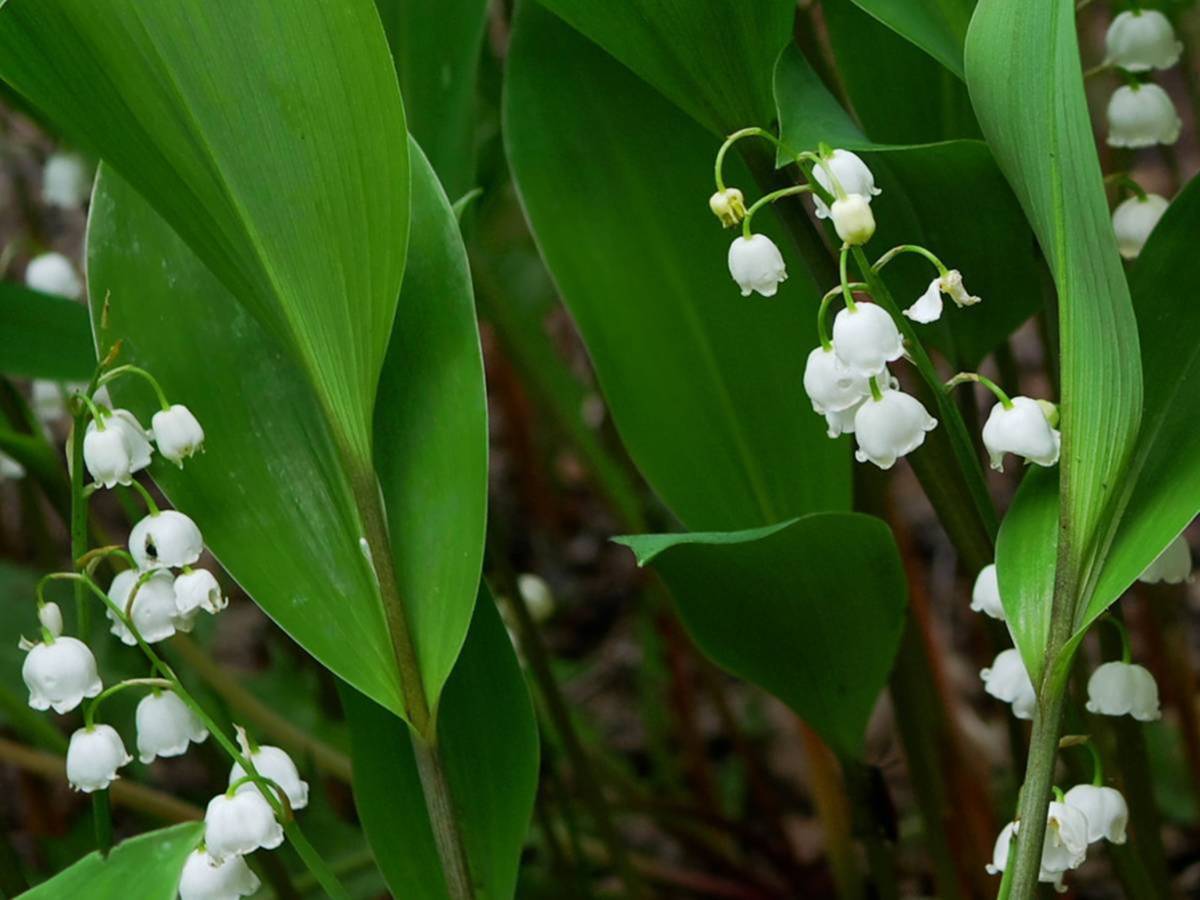 山野草 鈴蘭 ニホンスズラン苗 太い芽３０本いり 花 売買されたオークション情報 Yahooの商品情報をアーカイブ公開 オークファン Aucfan Com