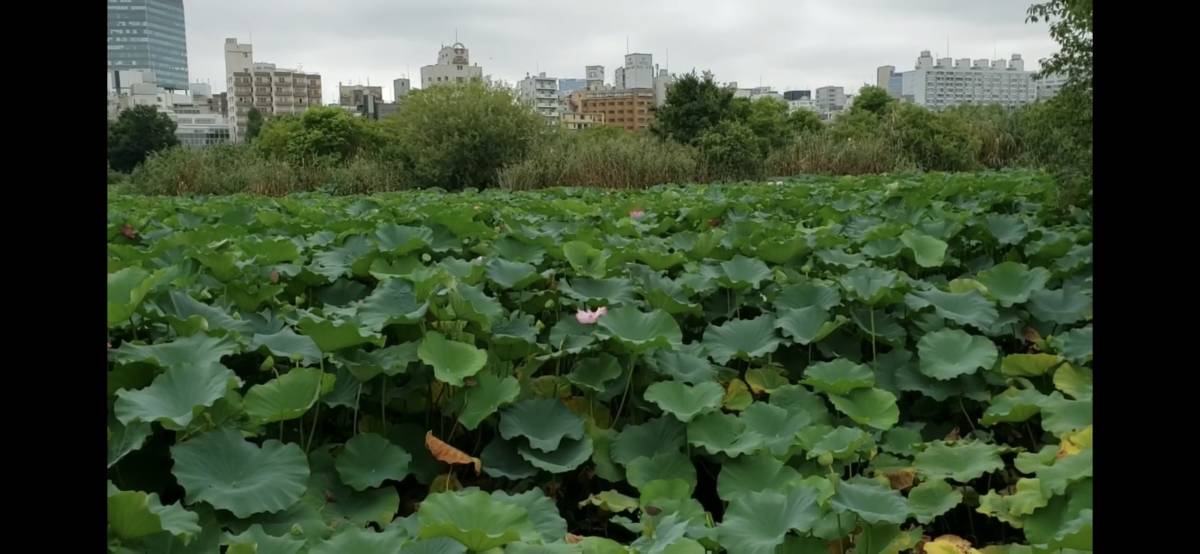 ○○フリー素材 相互評価 画像データ 自然 1円画像 即決 送料無料 匿名取引で安心_1