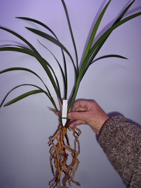 ●寒蘭　高知県四万十市西土佐玖木産（太湖）C-3