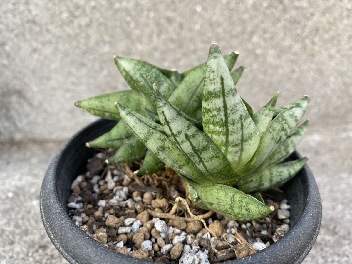 【Mサイズ　2株付き】サンスベリア　ボンセレンシス　プチ　サンセベリア　 植物 タイ仕入れ　Sansevieria 観葉植物_1