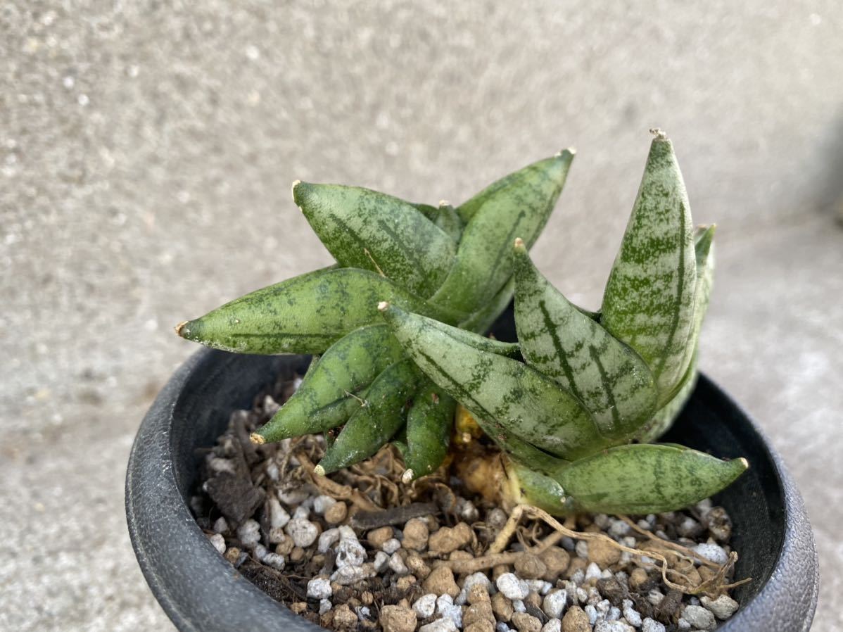 【Mサイズ　2株付き】サンスベリア　ボンセレンシス　プチ　サンセベリア　 植物 タイ仕入れ　Sansevieria 観葉植物_2