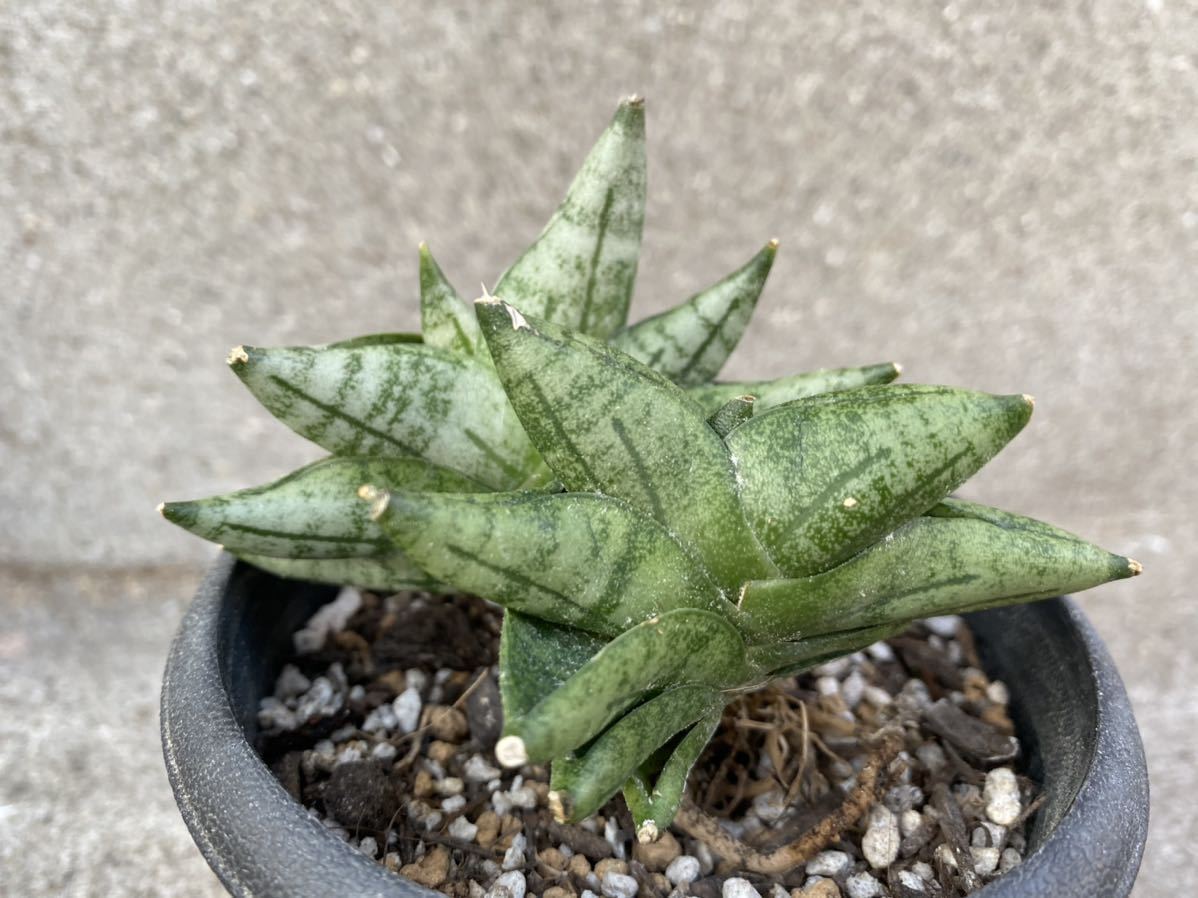 【Mサイズ　2株付き】サンスベリア　ボンセレンシス　プチ　サンセベリア　 植物 タイ仕入れ　Sansevieria 観葉植物_3