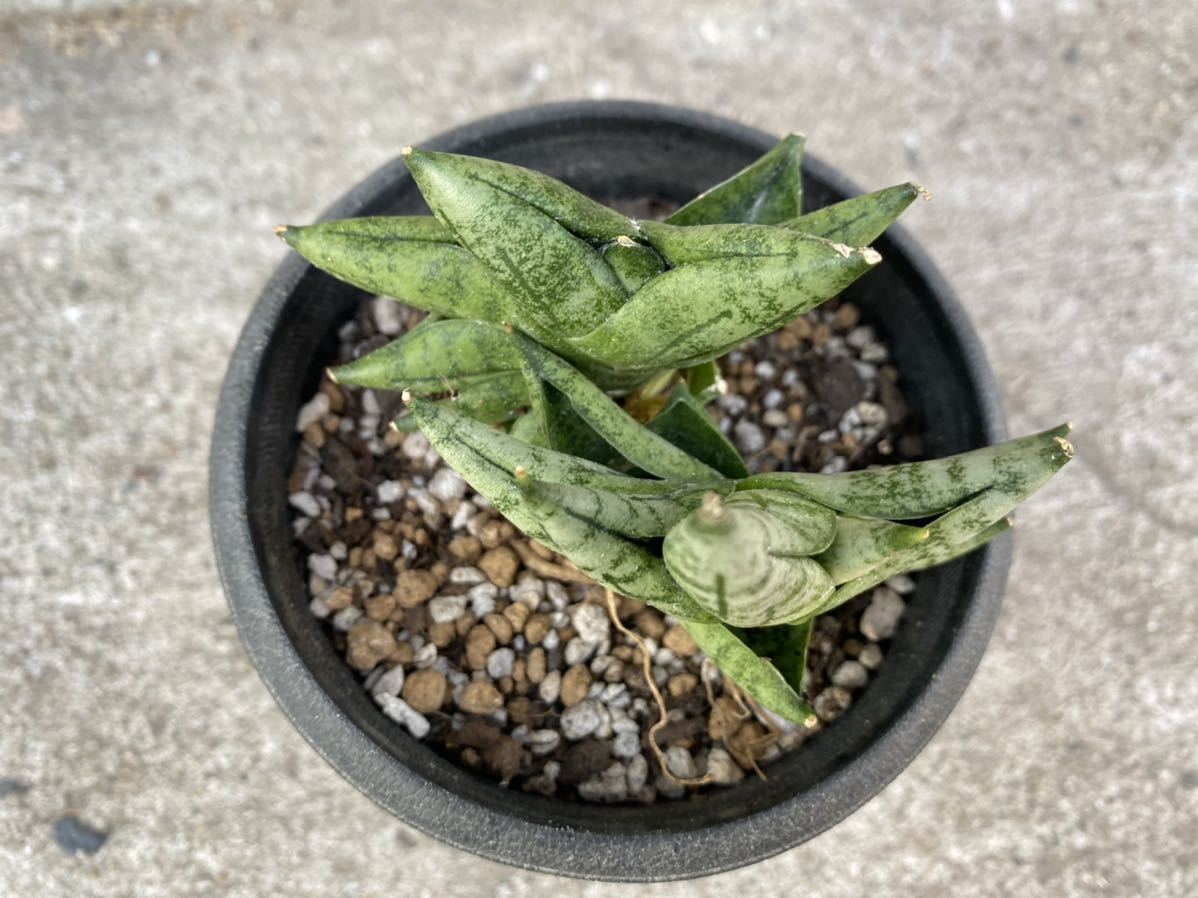 【Mサイズ　2株付き】サンスベリア　ボンセレンシス　プチ　サンセベリア　 植物 タイ仕入れ　Sansevieria 観葉植物_5