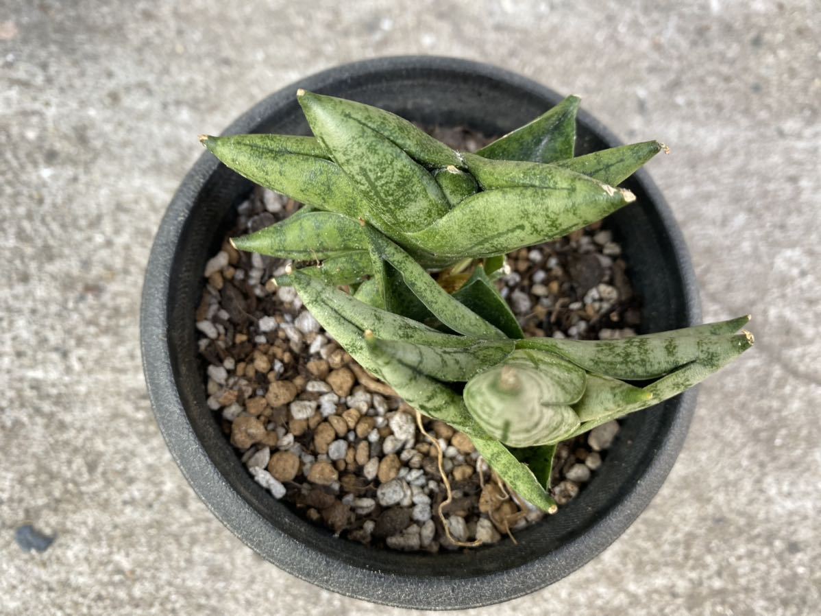 【Mサイズ　2株付き】サンスベリア　ボンセレンシス　プチ　サンセベリア　 植物 タイ仕入れ　Sansevieria 観葉植物_6