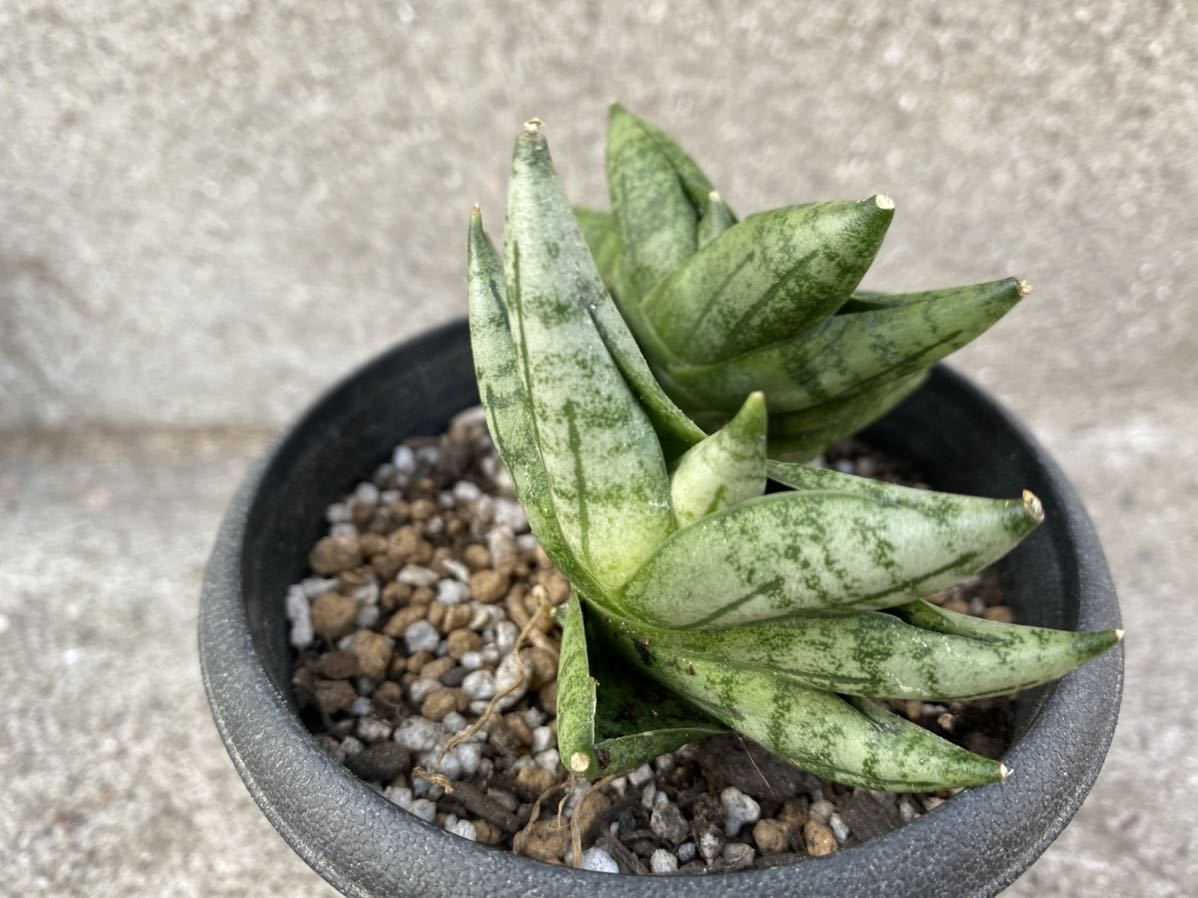 【Mサイズ　2株付き】サンスベリア　ボンセレンシス　プチ　サンセベリア　 植物 タイ仕入れ　Sansevieria 観葉植物_7