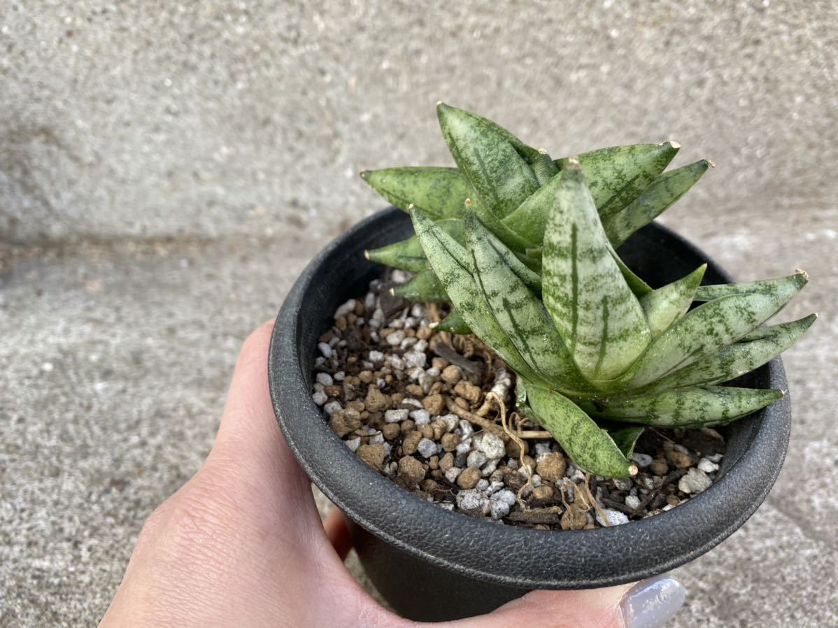 【Mサイズ　2株付き】サンスベリア　ボンセレンシス　プチ　サンセベリア　 植物 タイ仕入れ　Sansevieria 観葉植物_8