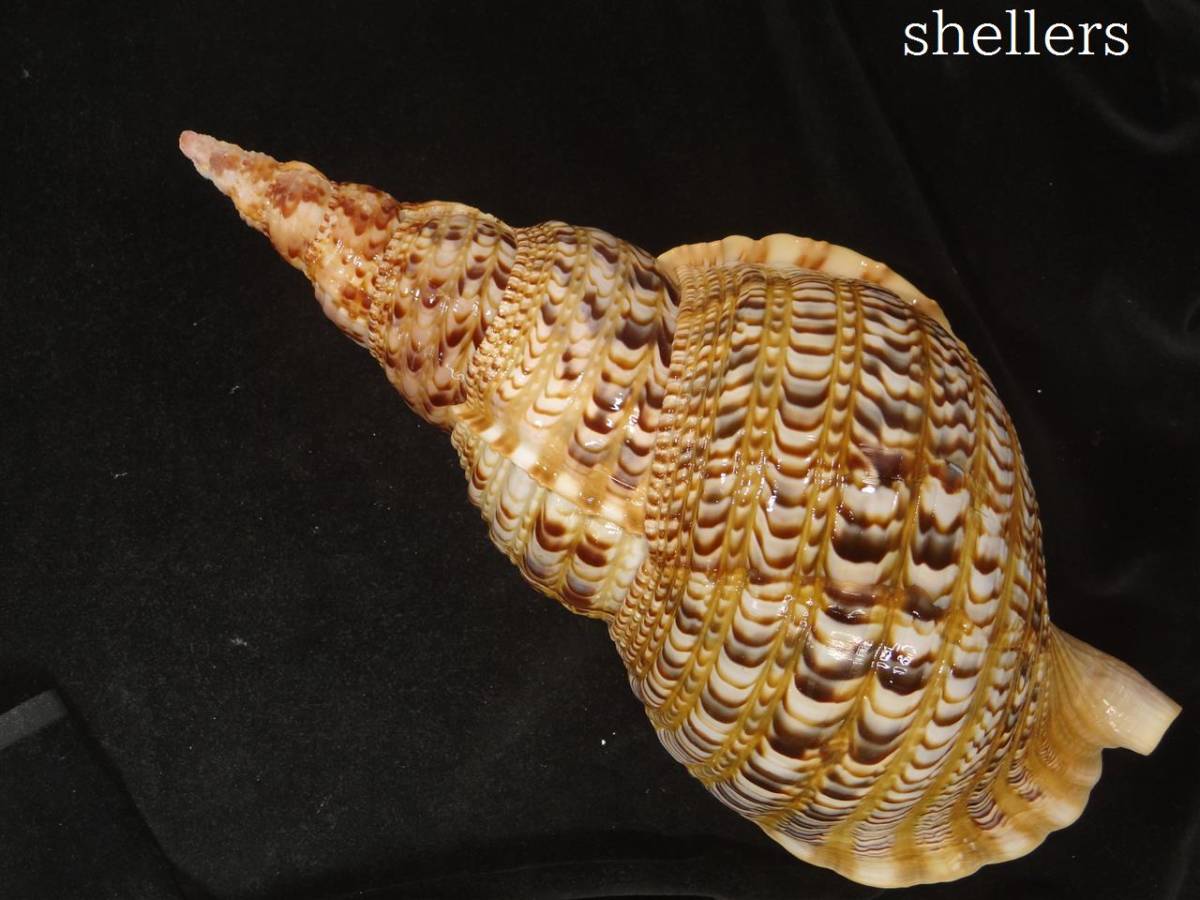 貝 標本 ホラガイ 法螺貝 39cm 【公式通販】