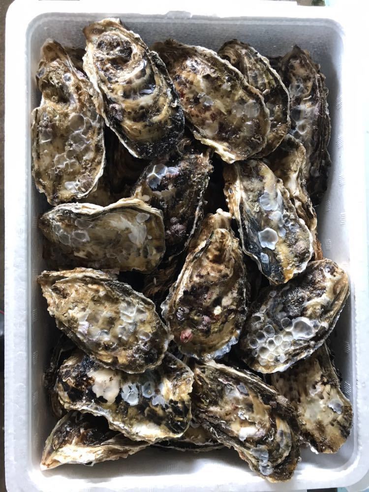 【100%新品，格安】 マル勇水産 伊勢志摩 名産 浦村 牡蠣　生食可　Mサイズ　殻付き100個セット (5人以上～大人数向け）　カキかき　牡蠣 お取り寄せ oyster 1