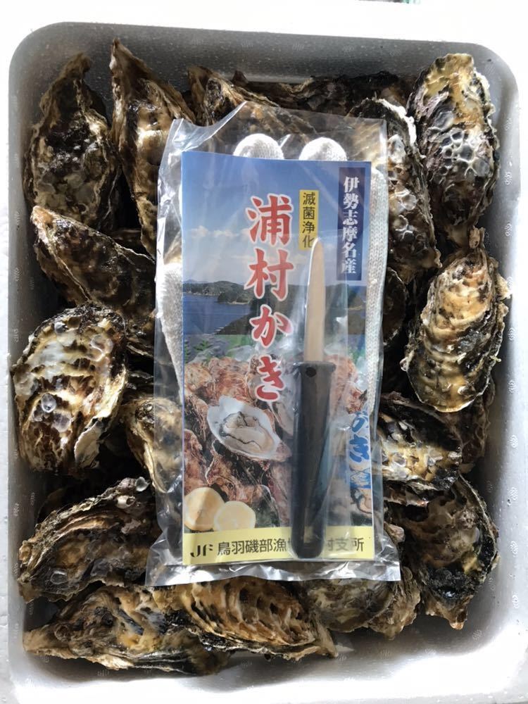 【100%新品，格安】 マル勇水産 伊勢志摩 名産 浦村 牡蠣　生食可　Mサイズ　殻付き100個セット (5人以上～大人数向け）　カキかき　牡蠣 お取り寄せ oyster 1