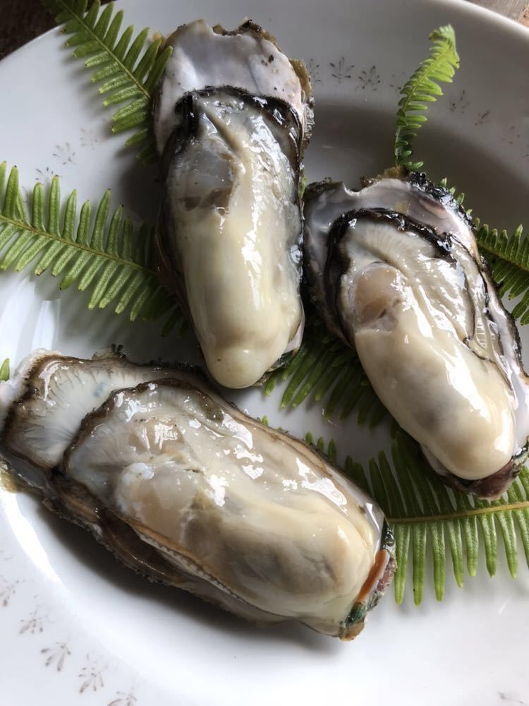 【100%新品，格安】 マル勇水産 伊勢志摩 名産 浦村 牡蠣　生食可　Mサイズ　殻付き100個セット (5人以上～大人数向け）　カキかき　牡蠣 お取り寄せ oyster 1
