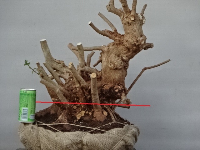 【豊富な，人気セール】 趣味のさつき 古花の 品種の太物 旭の光 新木皐月 樹高41㎝ 幹回り60㎝(皐月（さつき）)｜売買されたオークション情報、yahooの商品情報をアーカイブ公開 - オークファン 皐月（さつき）
