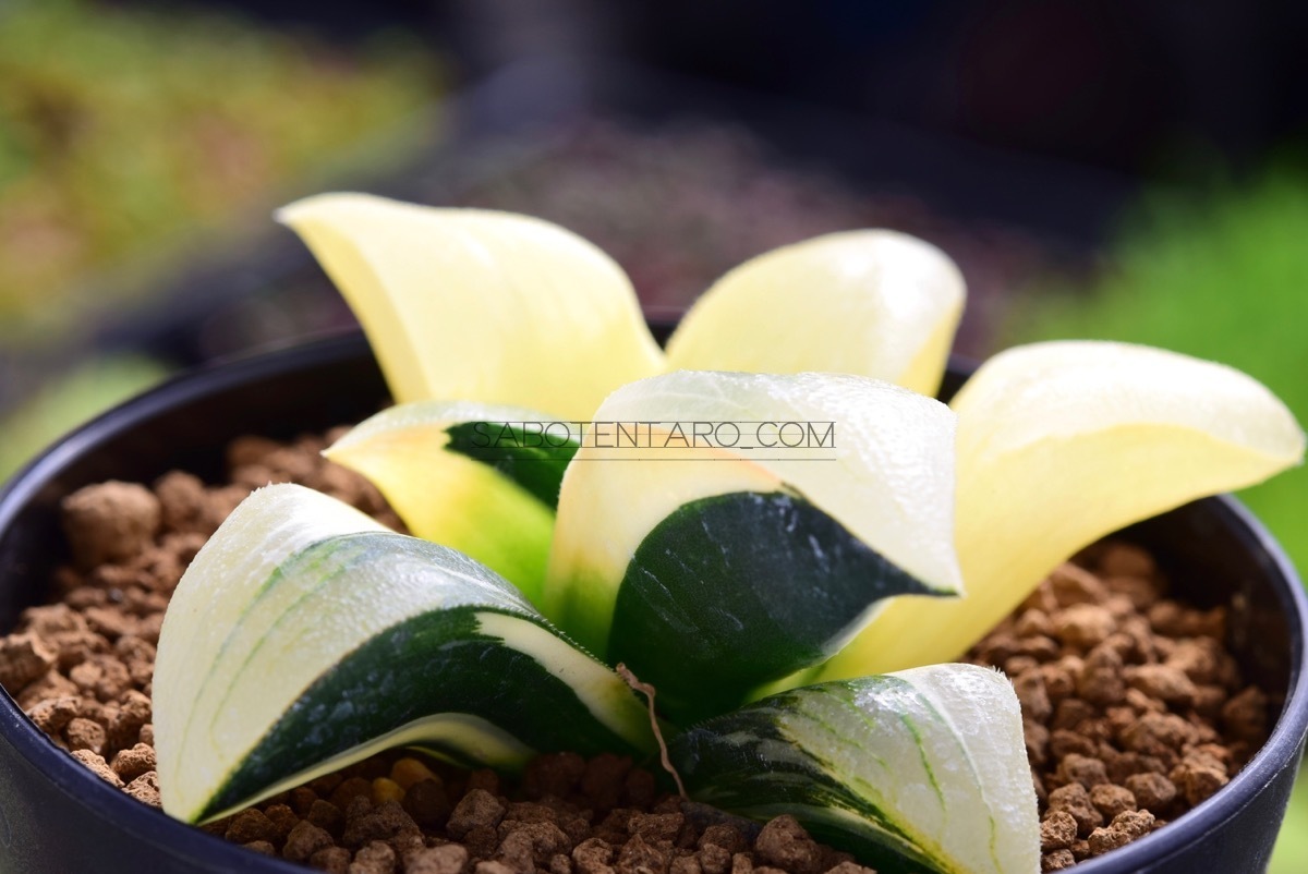 ハオルチア | Haworthia 斑入り Yahoo!オークション - 十二の巻錦 多肉