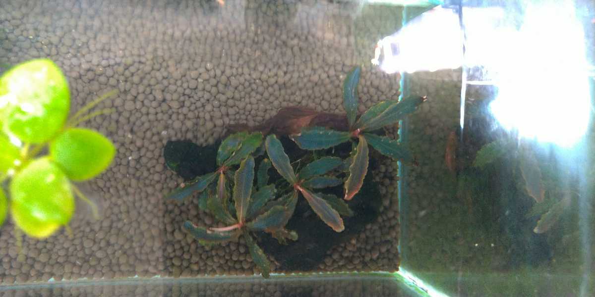 ブセファランドラ sp.クダガン　流木活着
