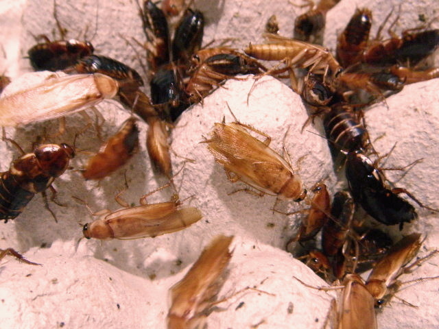 【2025，豊富な】 在庫整理品 ゆうパック配送 レッドローチ 約1000匹前後 サイズミックス 3mm 20mm B(エサ)｜売買されたオークション情報、yahooの商品情報をアーカイブ公開 - オークファン エサ