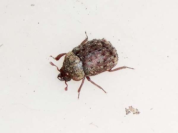 日本のクワガタムシ♂♀の見分け方マダラクワガタ - クワガタ マダラ