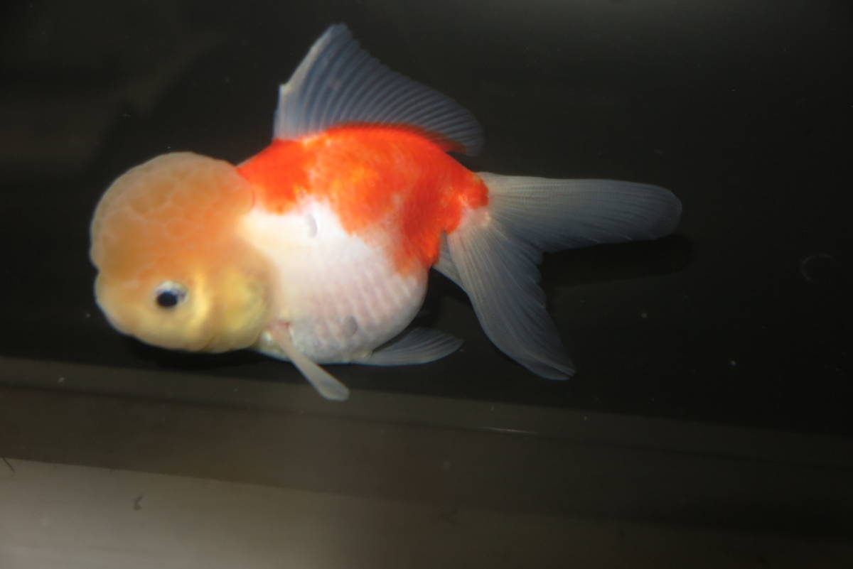 東錦（親物4才雌） 弥富産 東錦(18～19cm) ※高価です