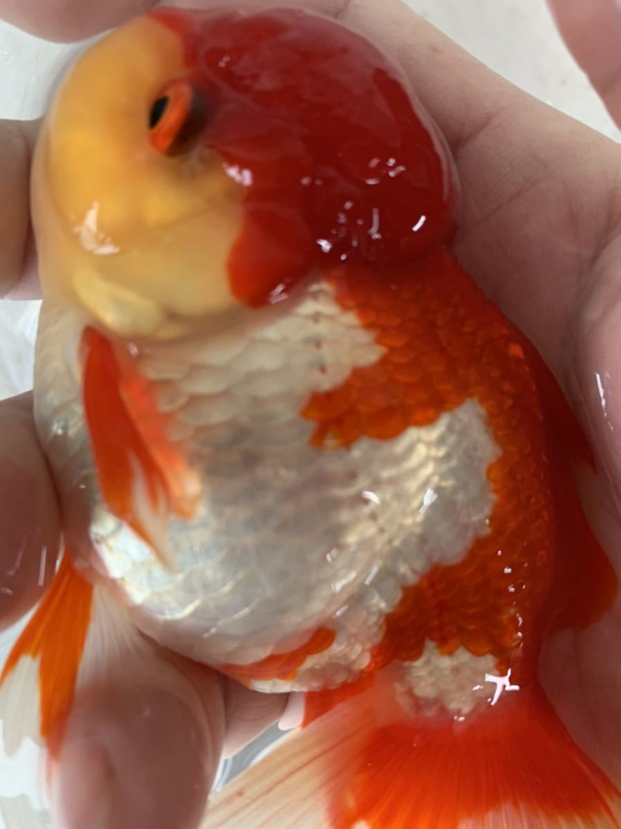 特選金魚●長野県飯田産棚田氏作●超特大！更紗オランダ獅子頭♀１尾０４●明三歳●約１５センチ！