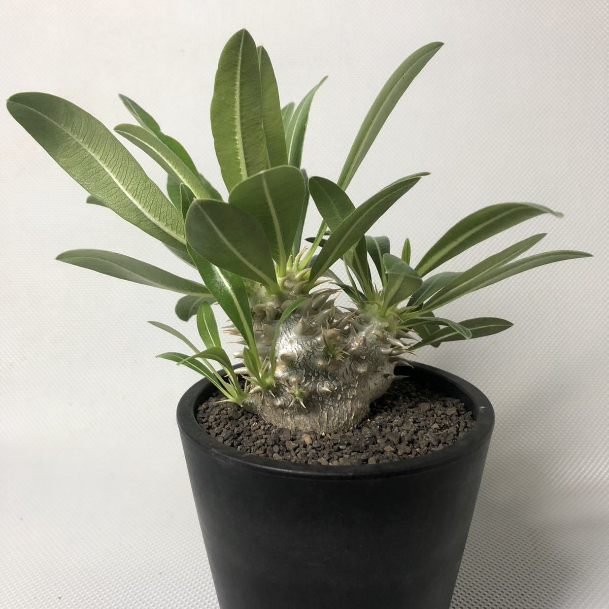 ○○サボテン マクドガリー Ortegocactus macdougallii カキコ 自根 ○○