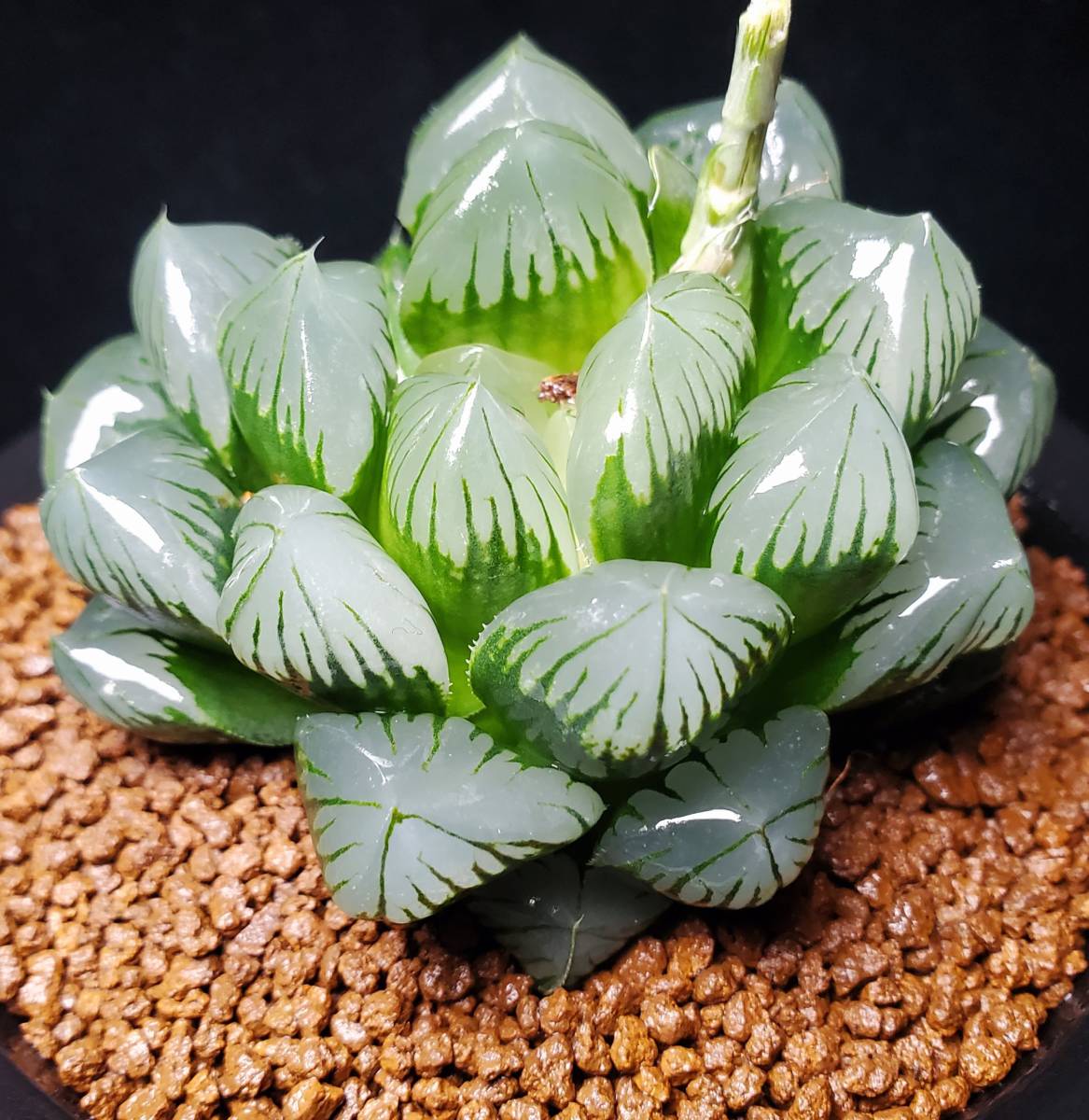 16.オブツーサ　多肉植物　ハオルチア　サボテン　『水晶オブト』親木　カキコ付き