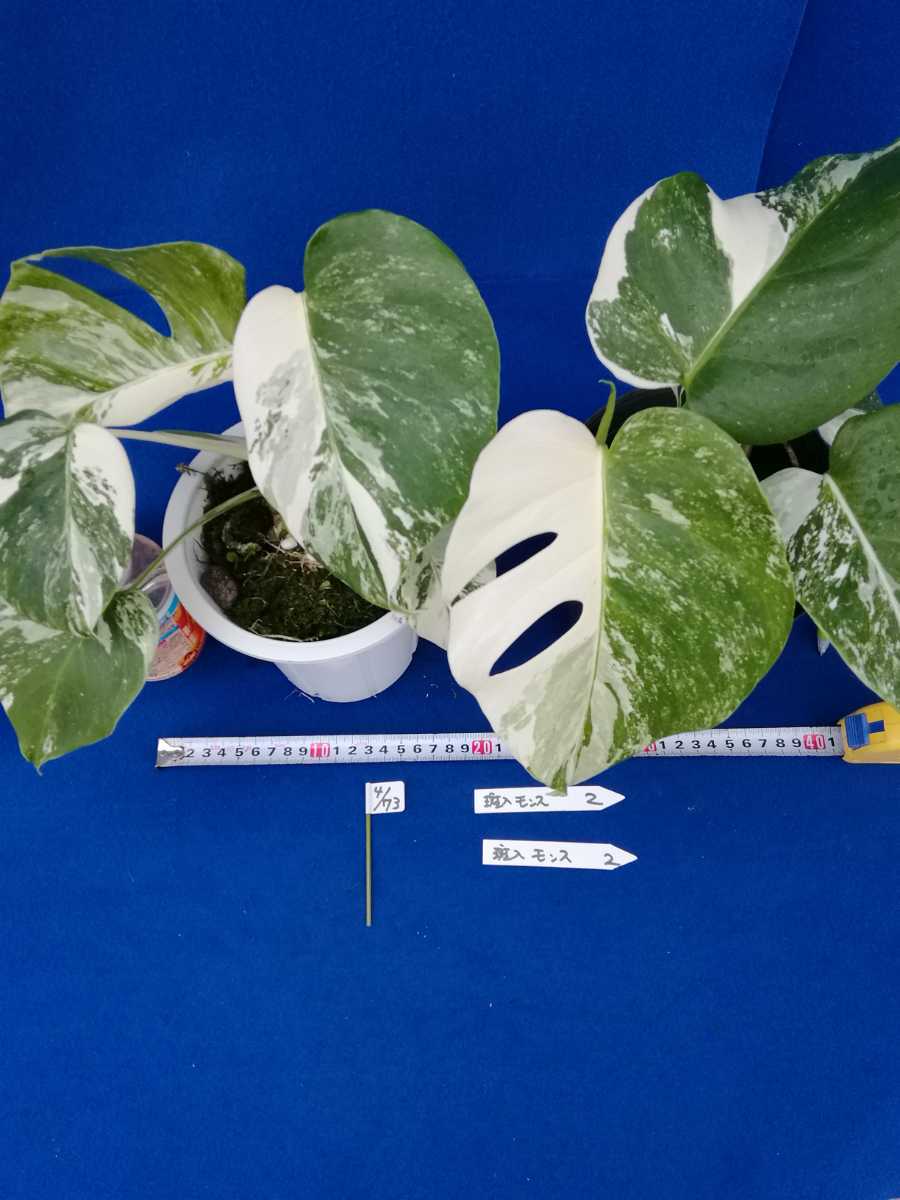 【お買い得，お得】 NO.0473 斑入り 白斑入 モンステラ 2ヶセット 品 観葉植物 インテリアにも(観葉植物)｜売買されたオークション情報、yahooの商品情報をアーカイブ公開 - オークファン その他