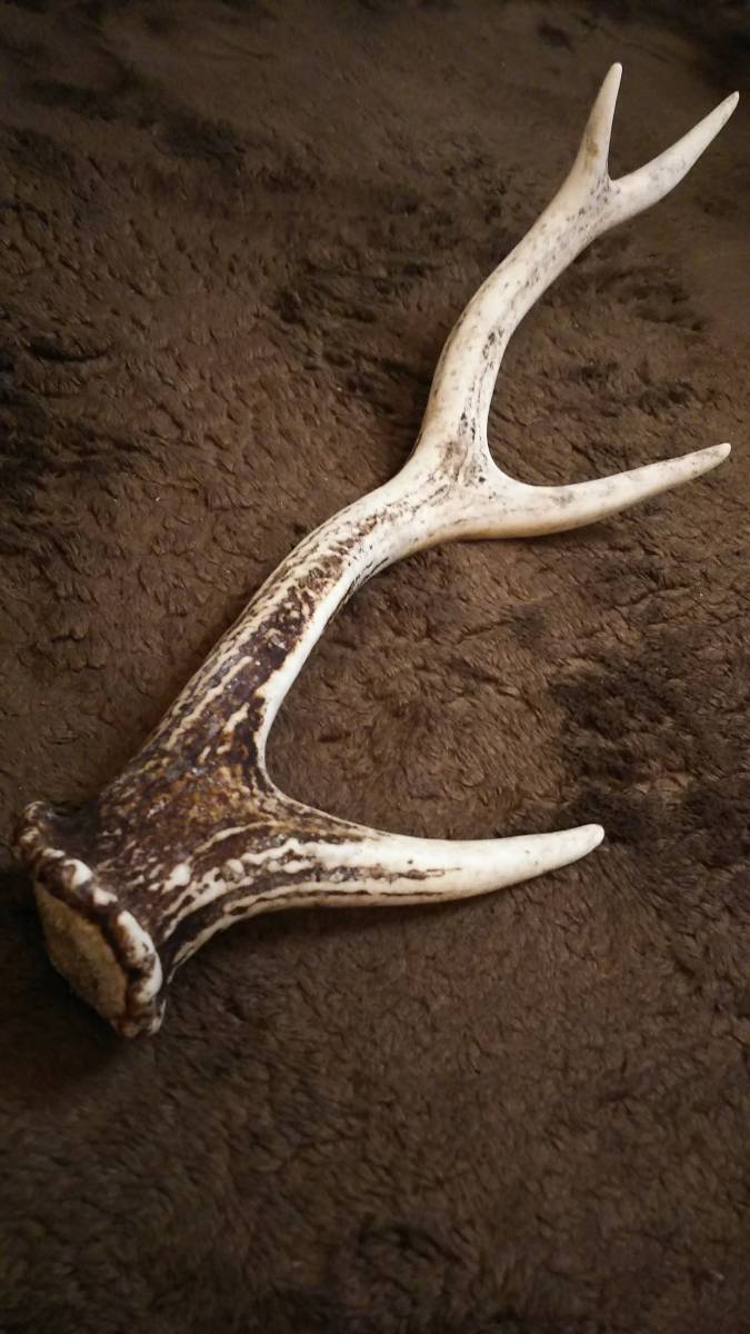 鹿の角 １１本セット 蝦夷鹿 エゾシカ エゾシカ 鹿の角 北海道 鹿角 – 2本（一対） シカ 天然 蝦夷鹿