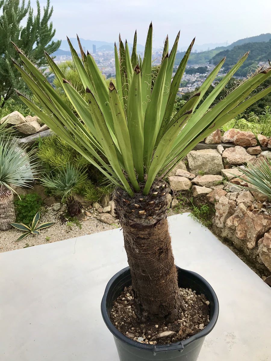 ユッカ ファクソニアーナ 極太 良型大株 yucca faxoniana① 【公式通販】