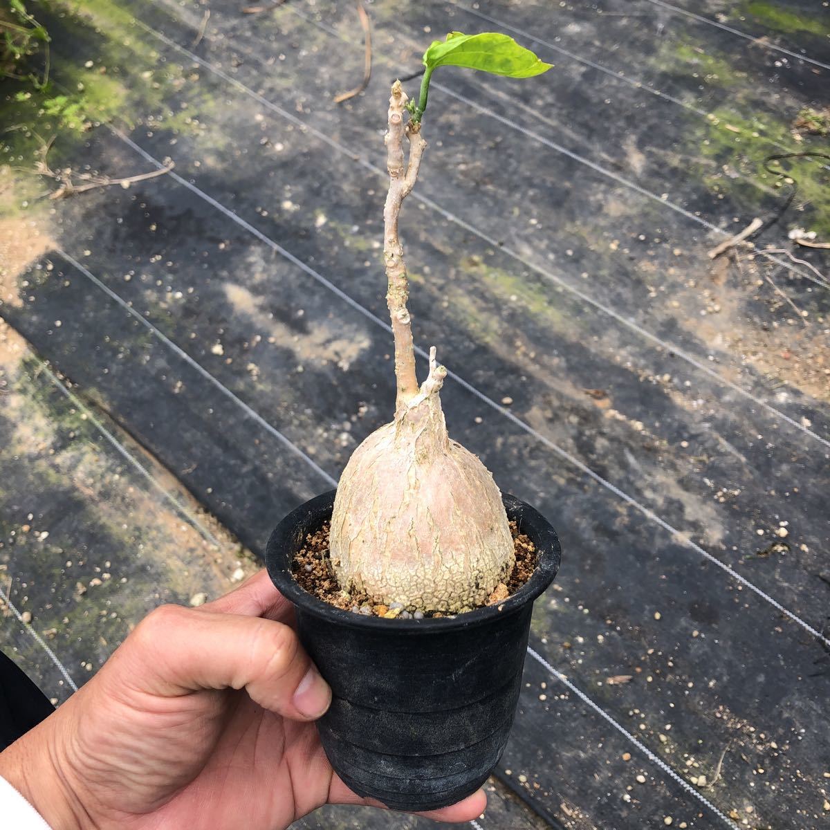 ピレナカンサ Pyrenacantha マルビフォリア malvifolia-ピレナカンサ 