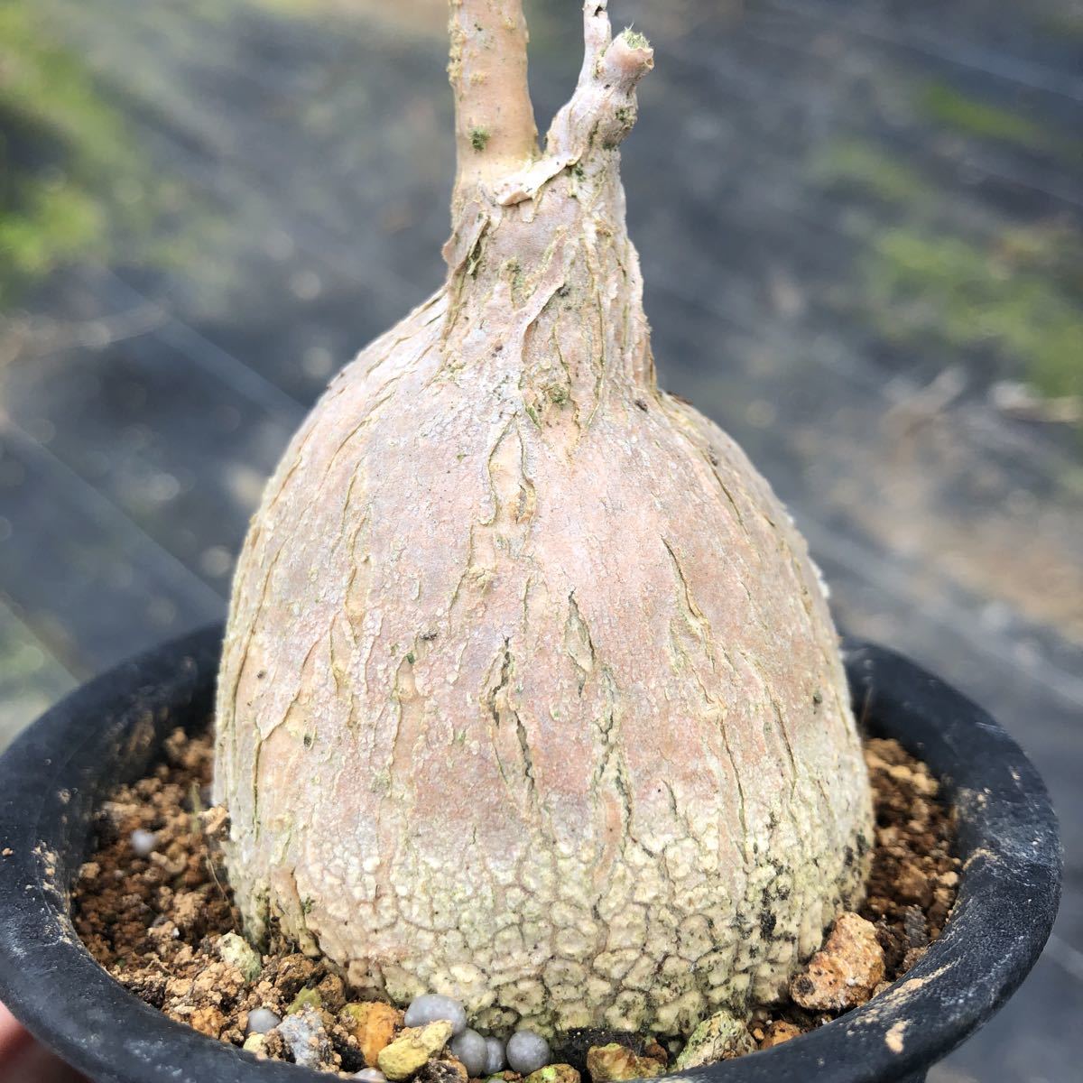 ピレナカンサ Pyrenacantha マルビフォリア malvifolia-ピレナカンサ 