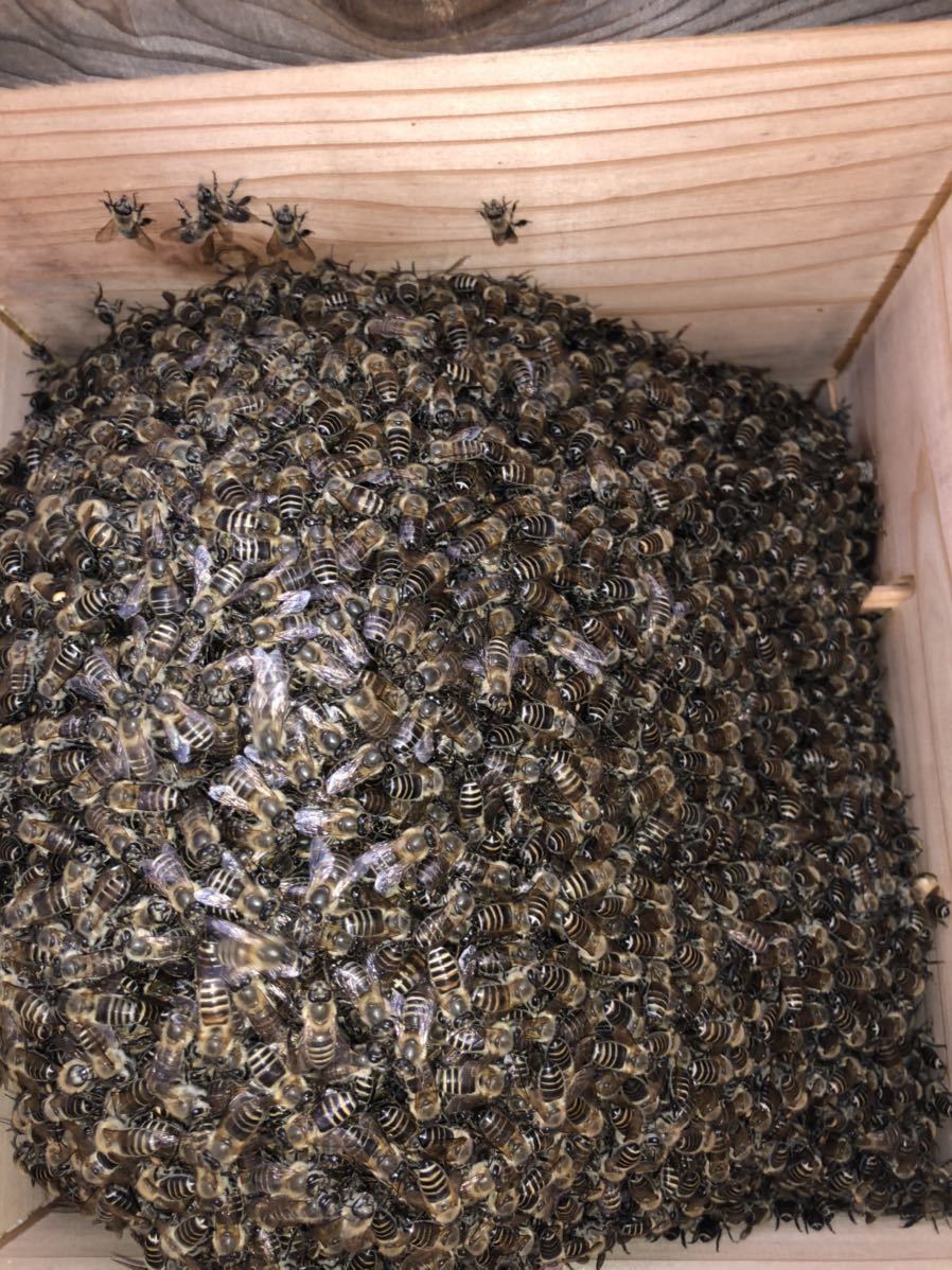 週末の養蜂 巣箱用鉄製台 ニホンミツバチ_7