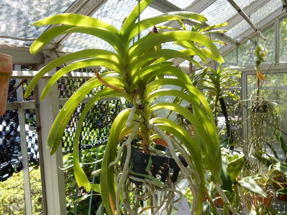 バンダ セルレア vanda coerulea 原種