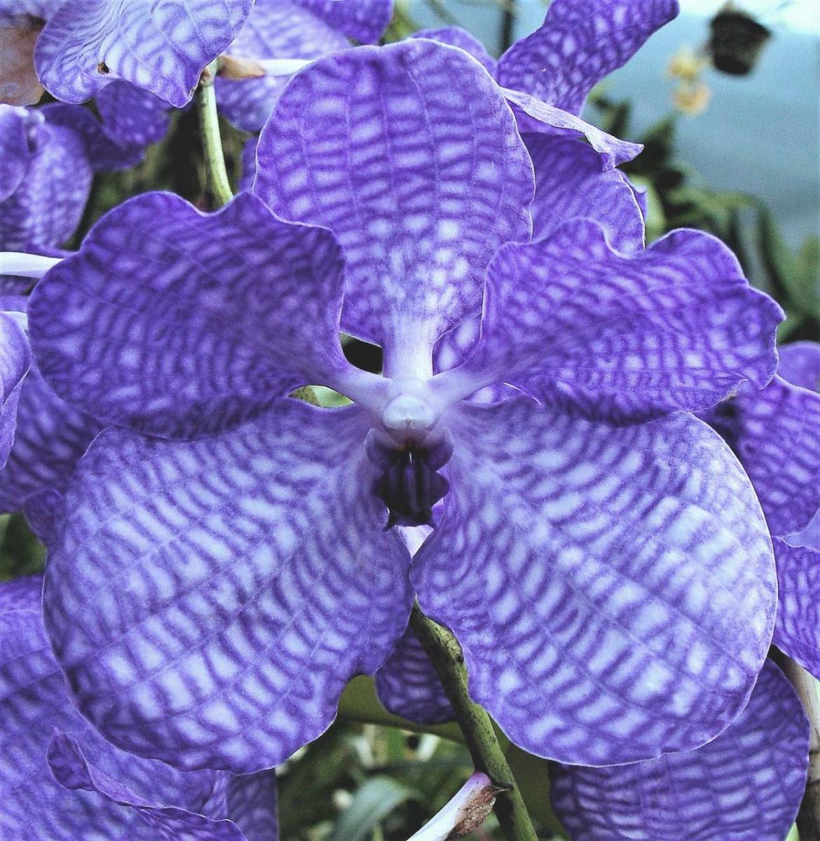 バンダ セルレア vanda coerulea 原種