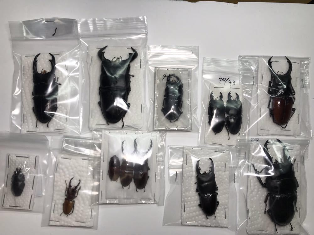 蝶 アンドロメダスカシジャノメ 属内最高峰ルリモンスカシジャノメ